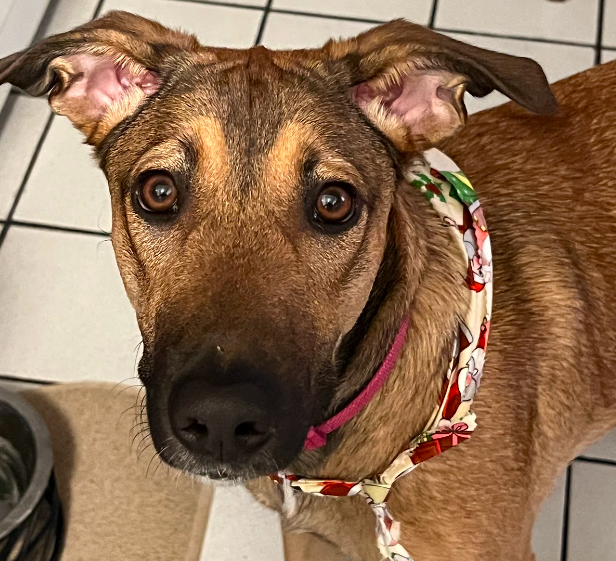 Do all dogs go to heaven?